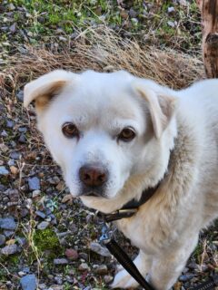 （投稿サンプル）まるで雪だるま？白柴「はく」のかわいさに癒やされる日常ショット